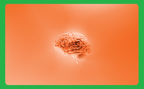 Brain